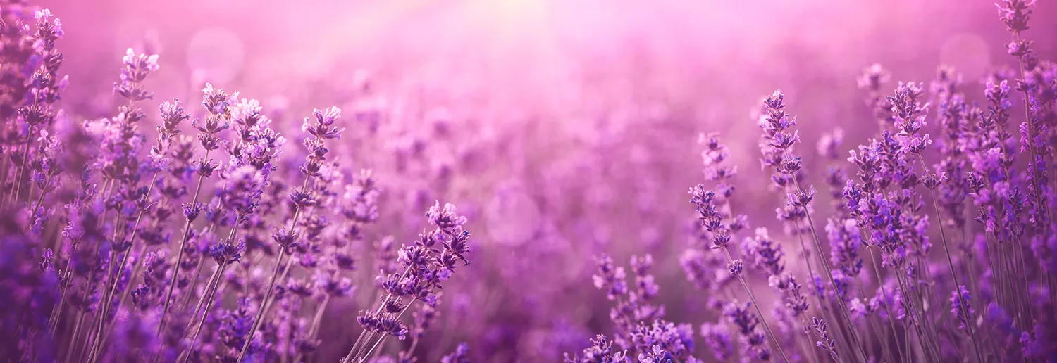 #00063 Lavendel.jpg