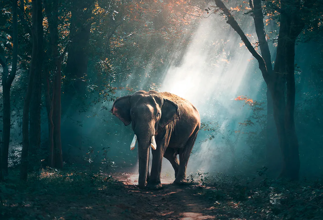 #00148_Elephant_in_Forest_Painting.jpg